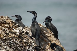 Cormorant, Brandt's, 2009-03058236 Montana De Oro State Park, CA